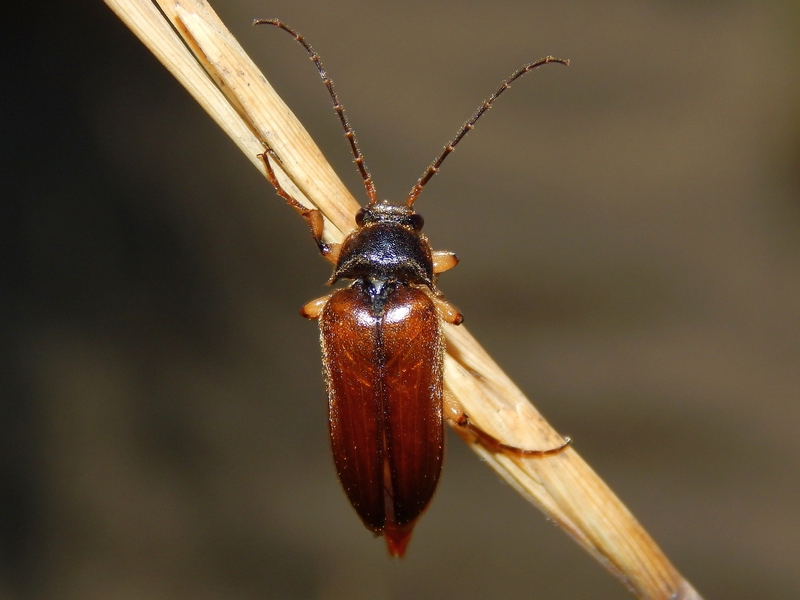 Cebrio dubius (Elateridae Cebrioninae)